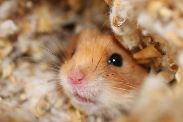Why Do Hamsters Go To The Corner Of Their Cage? Pocket Sized Pets