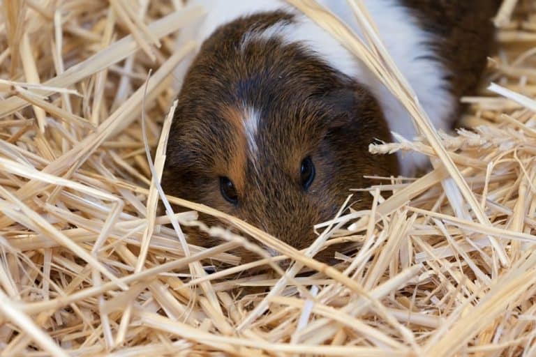 Healthy Guinea Pig