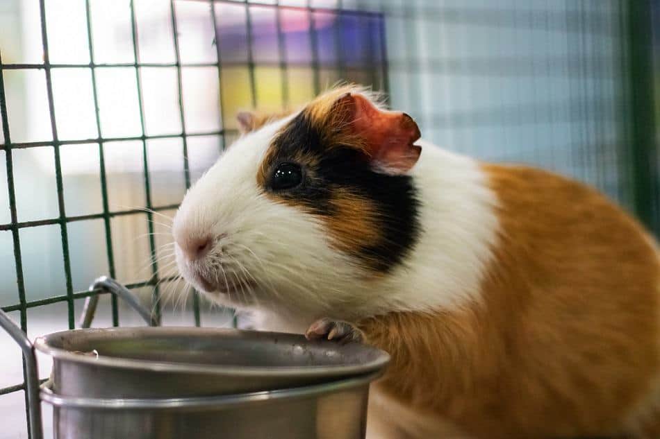 Can guinea pigs sales eat timothy hay