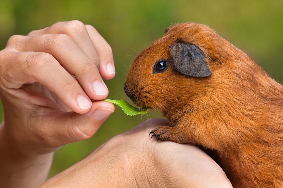 how to get a guinea pig to like you