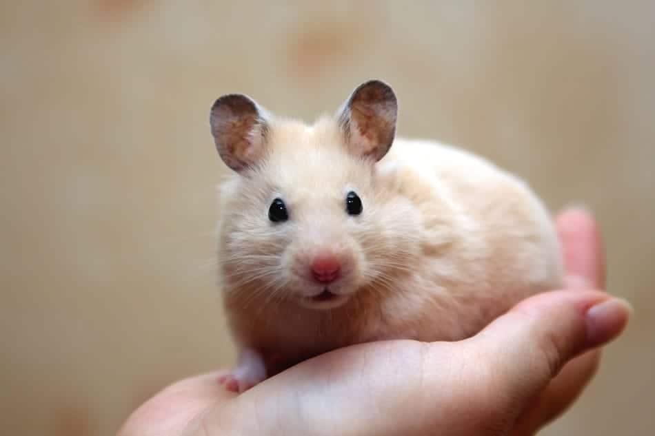 11 Tips For Keeping Your Hamster Calm – Pocket Sized Pets