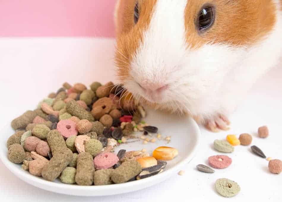 why-is-my-guinea-pig-so-picky-pocket-sized-pets