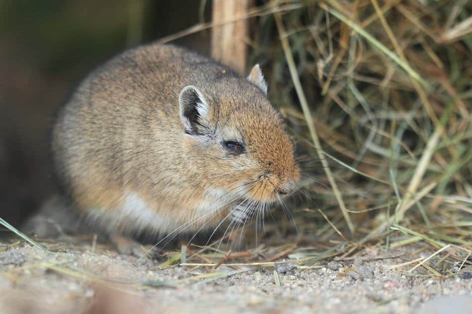 How Do You Comfort A Dying Gerbil? – Pocket Sized Pets