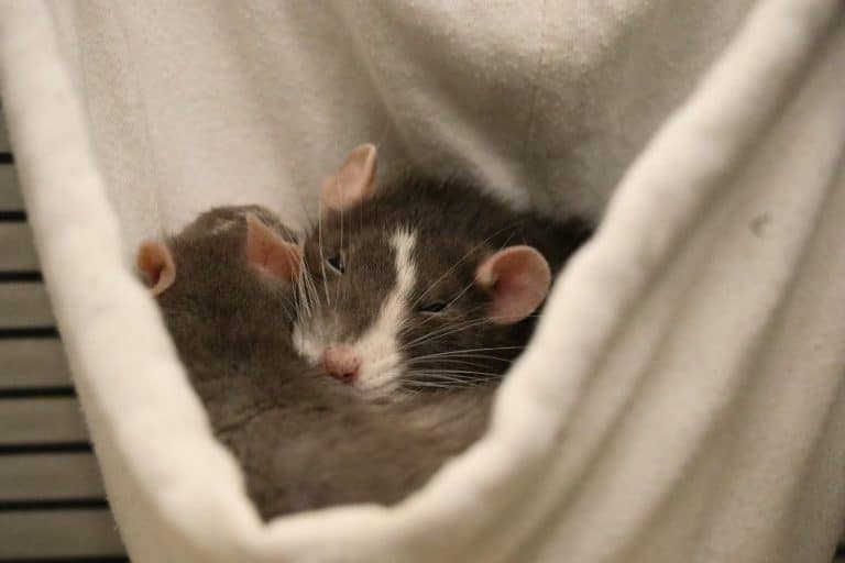 why-do-pet-rats-die-suddenly-pocket-sized-pets