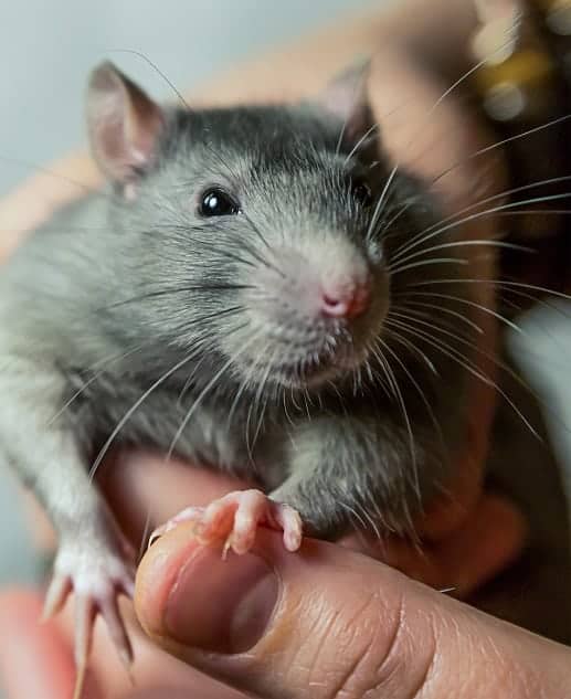 Why Do Rats Squeak When You Pick Them Up And Pet Them 