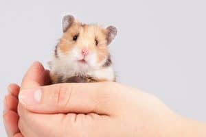 9 Ways To Tell That Your Hamster Likes You - Pocket Sized Pets