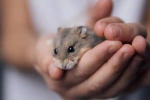 9 Ways To Tell That Your Hamster Is Tamed - Pocket Sized Pets