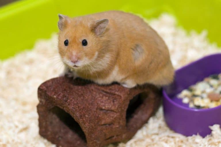 Is Aspen Bedding Actually Safe For Hamsters? Pocket Sized Pets