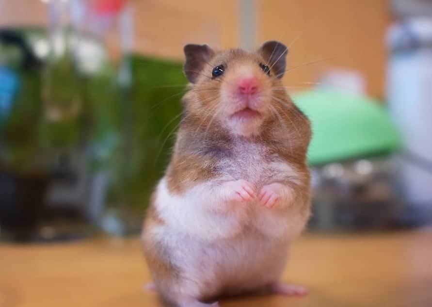Why Is My Hamster Frozen And Shaking? - Pocket Sized Pets