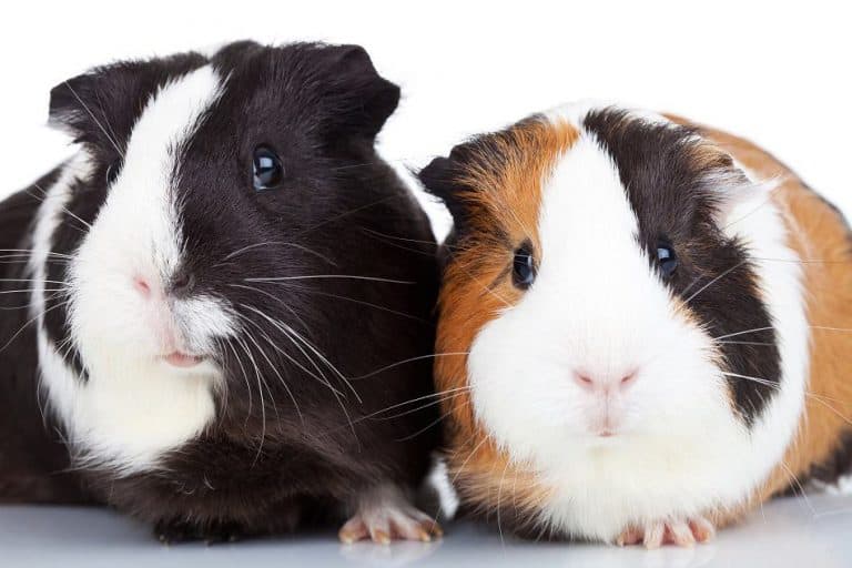 Are Baby Wipes Safe For Guinea Pigs? – Pocket Sized Pets