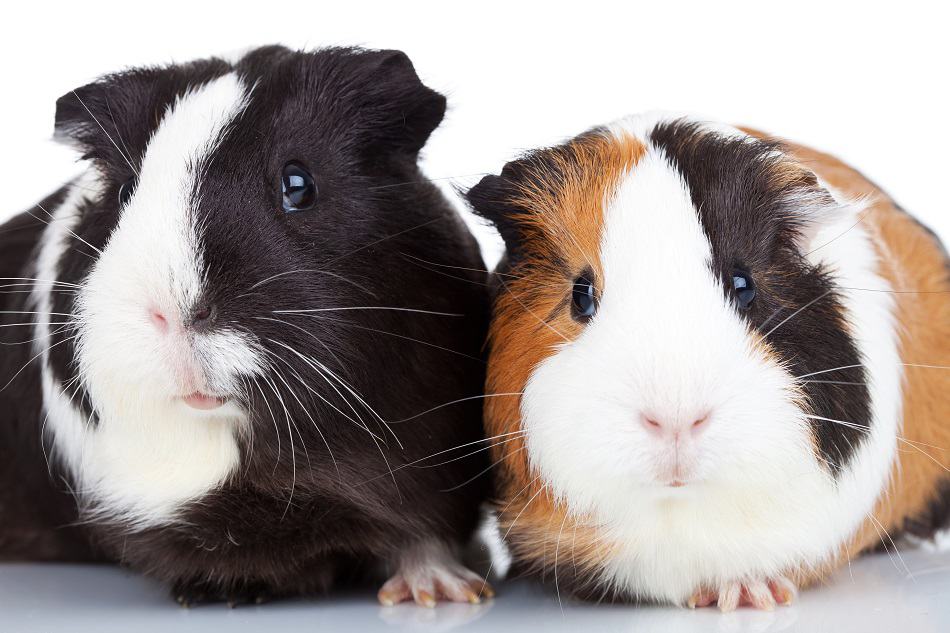 Are Baby Wipes Safe For Guinea Pigs 