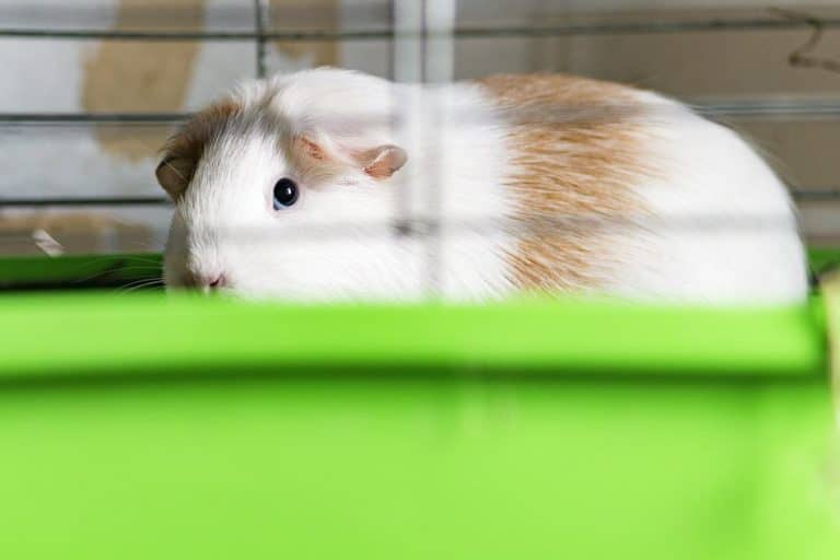 Can You Use Clorox Wipes To Clean A Guinea Pig’s Cage? Pocket Sized Pets