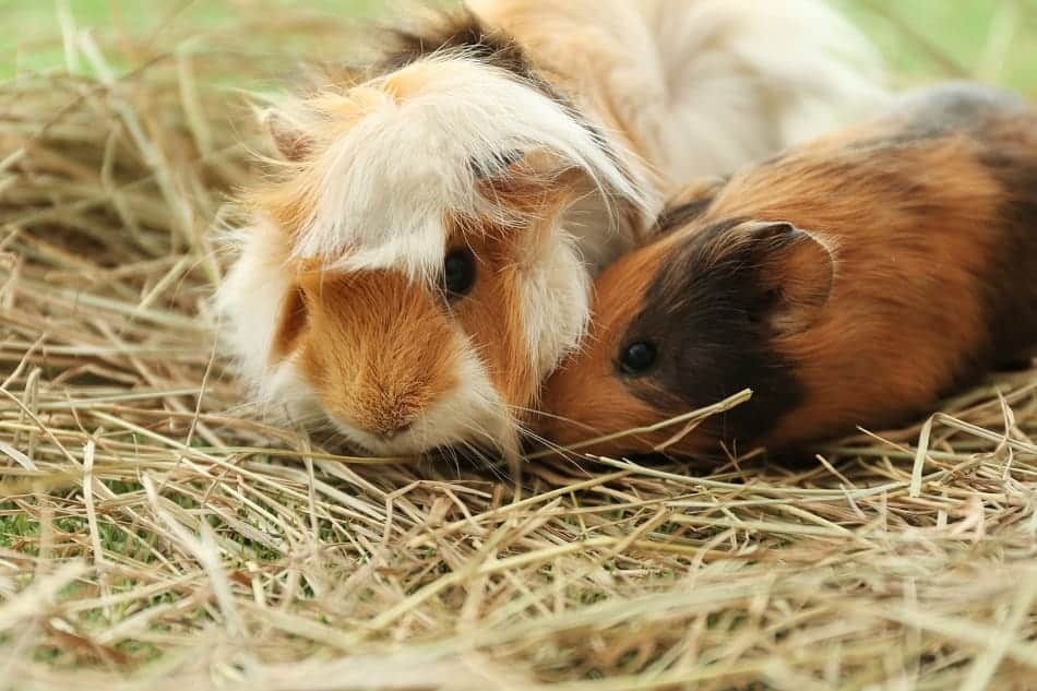 Do Female Guinea Pigs Spray Urine? Pocket Sized Pets