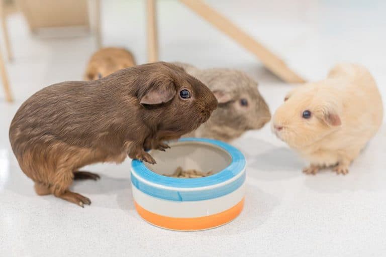 Best Tip Proof Guinea Pig Bowls Pocket Sized Pets