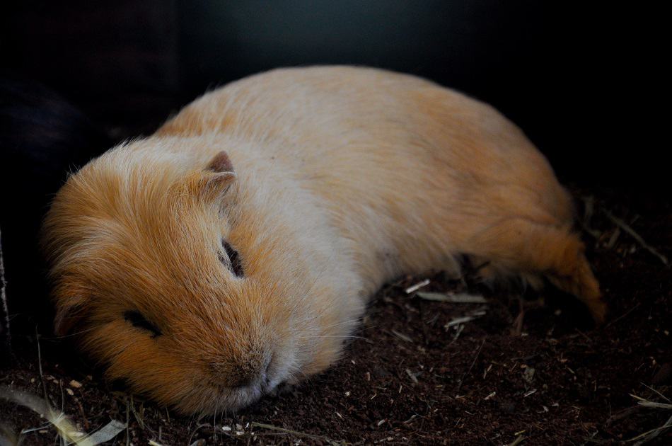 Dealing With The Loss Of A Pet Guinea Pig Pocket Sized Pets