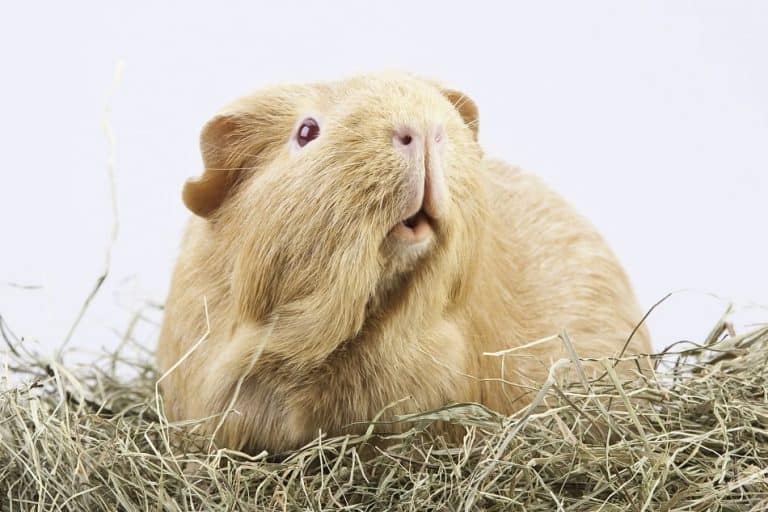 Why Do Guinea Pigs Waste Their Hay? Pocket Sized Pets