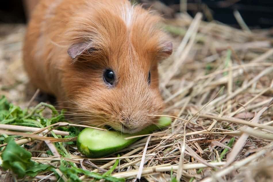 Why Are Guinea Pigs Greedy