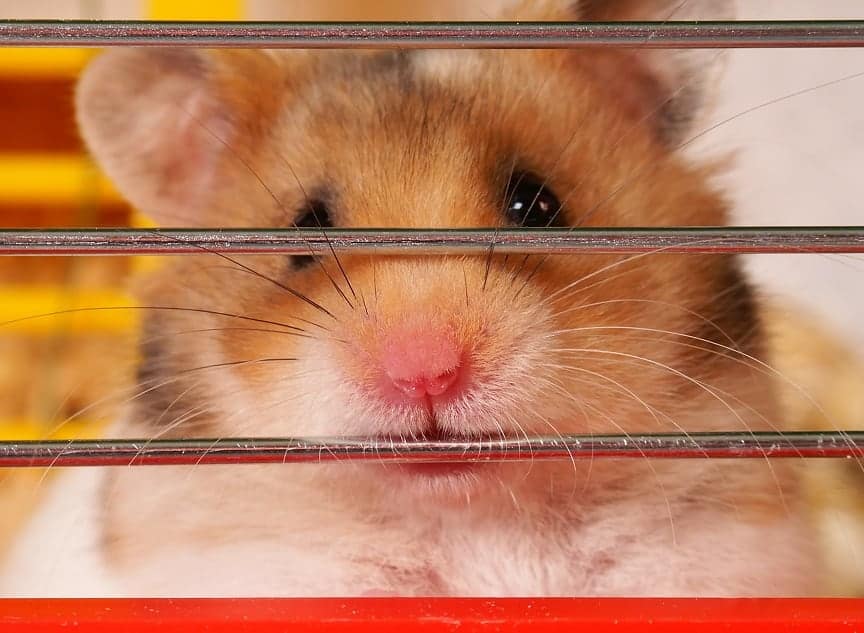 Do Hamsters Cry? Pocket Sized Pets