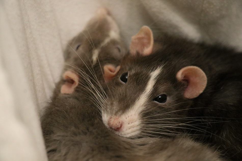 Why Do Pet Rats Squeak When Being Groomed 