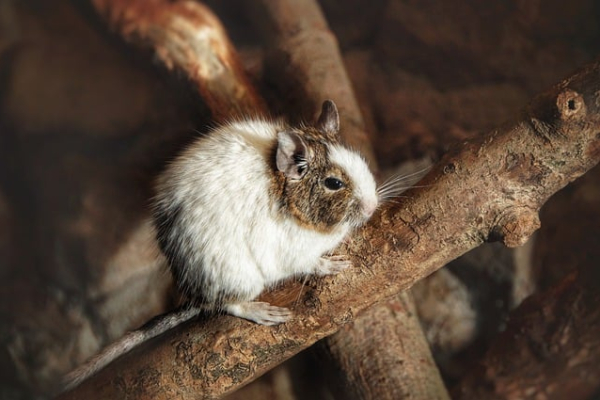 Degus Diet