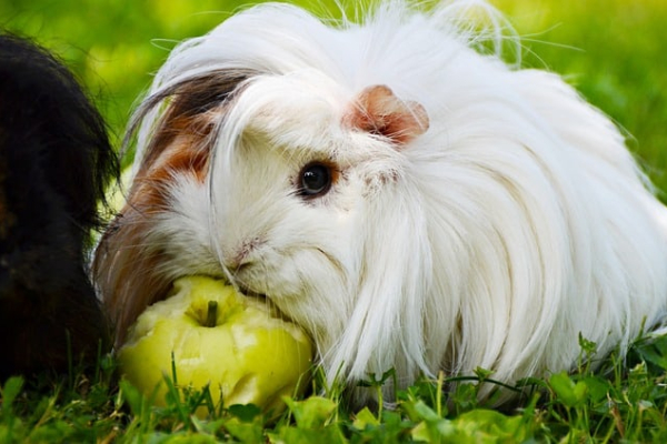 Peruvian Guinea Pig