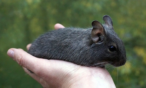 Degus and Cucumber