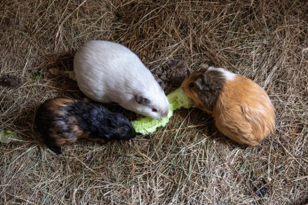Guinea Pigs and Watermelon