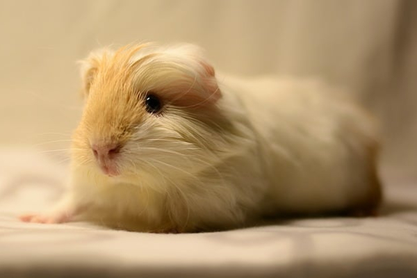Himalayan Guinea Pig