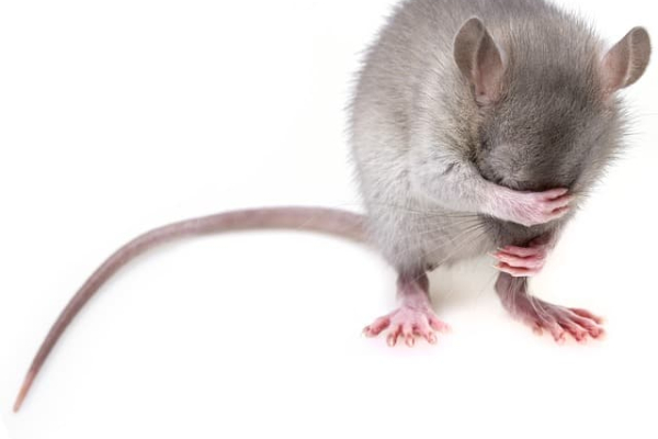 Rats vs. Gerbils 