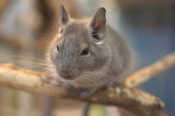 Chinchillas Smell