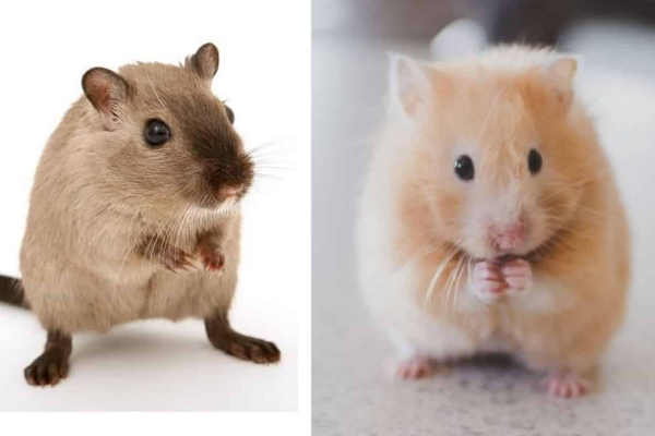 Hamsters and Gerbils