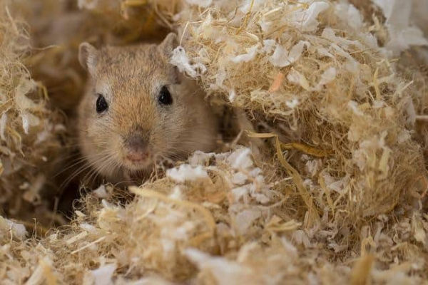 stressed gerbil