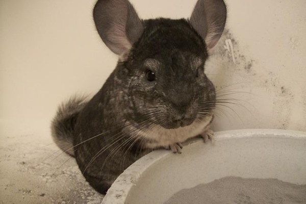 Chinchilla Bathe
