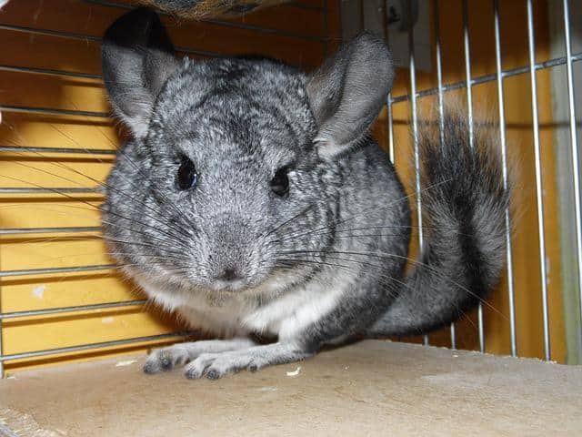 are chinchillas nocturnal