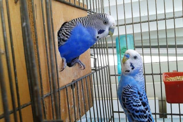 Small Pets