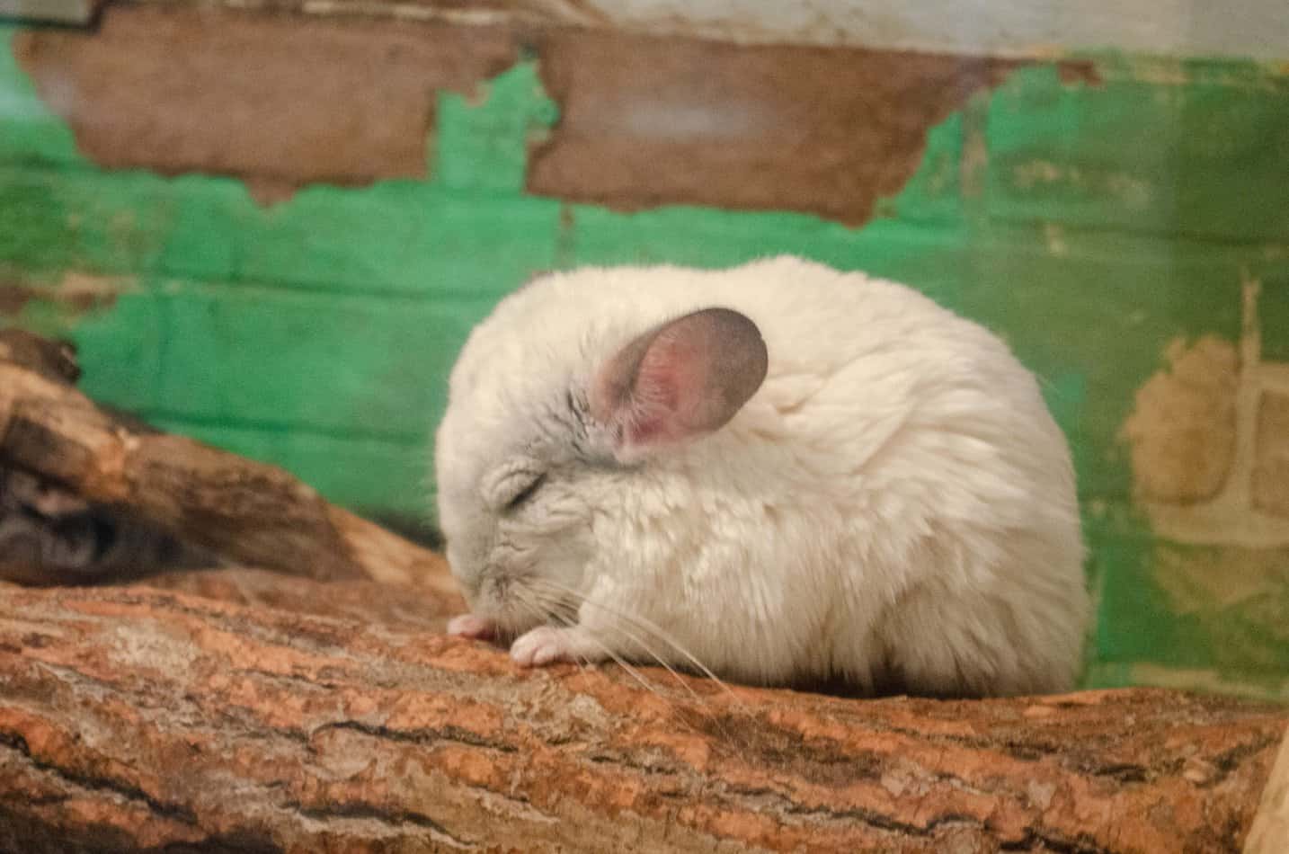 Can Chinchilla Eat Rabbit Food? Pocket Sized Pets