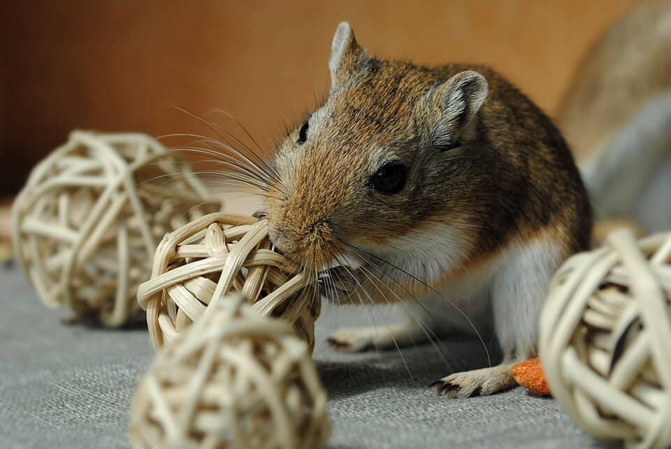 Gerbils Overview