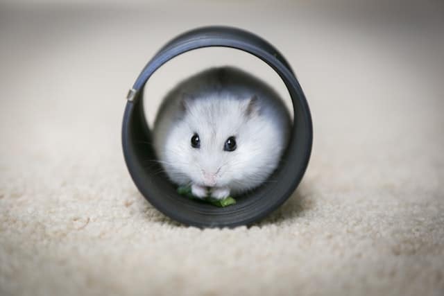 What Is the Difference Between a Gerbil and a Hamster? - Pocket Sized Pets