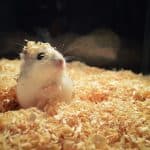 How to Make Your Hamster Trust You