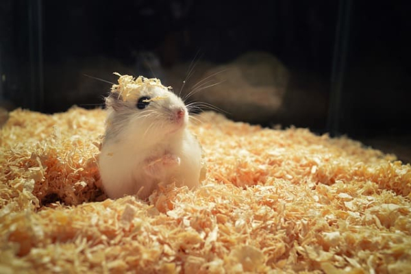 How to Make Your Hamster Trust You